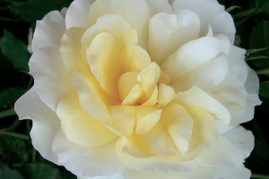 Rosa (Climbing) 'Leverkusen'